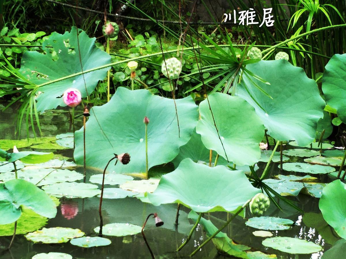 Chuan Ya Ju Homestay Qishan Exteriör bild